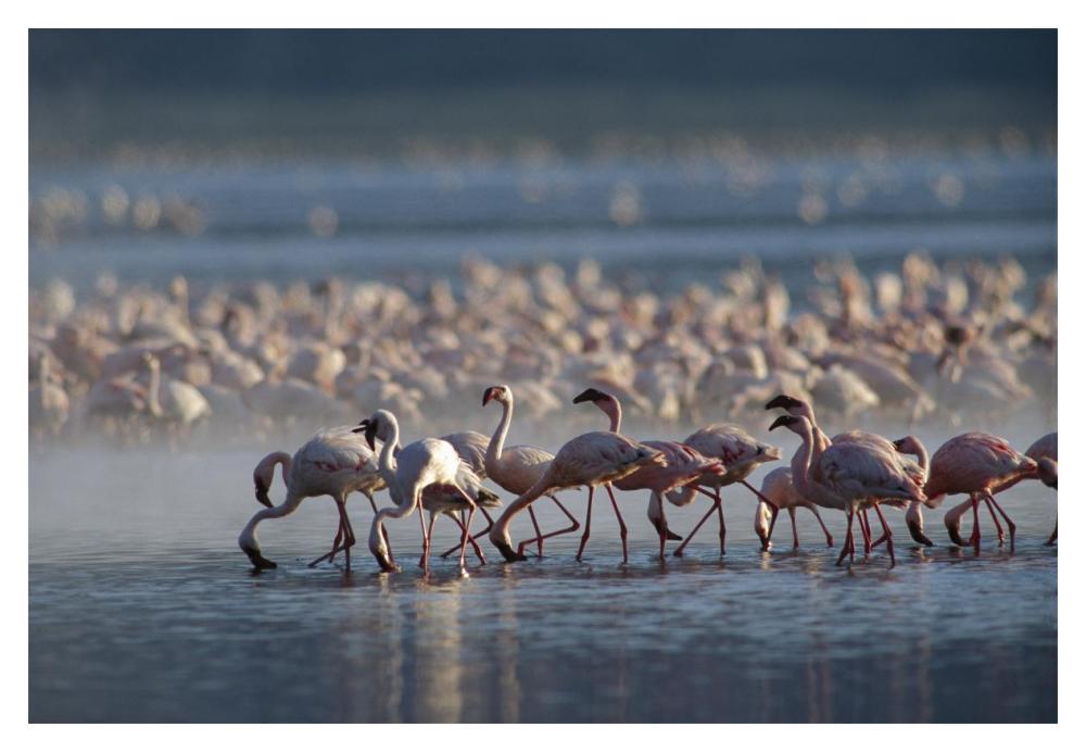 Lesser Flamingo Group Feeding Enmass In The Shallow Waters Of Lake Bogoria, Kenya, Africa-Paper Art-20X14