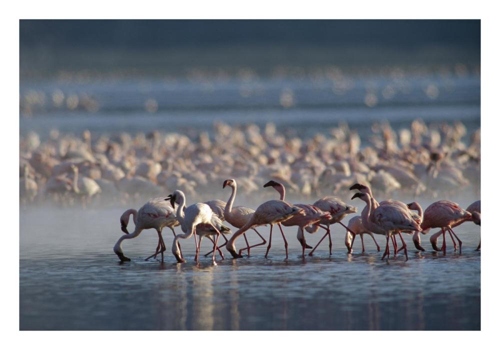 Lesser Flamingo Group Feeding Enmass In The Shallow Waters Of Lake Bogoria, Kenya, Africa-Paper Art-26X18