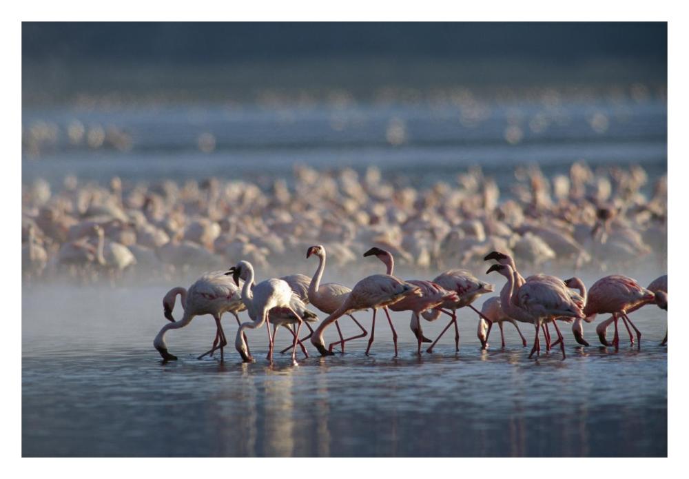 Lesser Flamingo Group Feeding Enmass In The Shallow Waters Of Lake Bogoria, Kenya, Africa-Paper Art-32X22