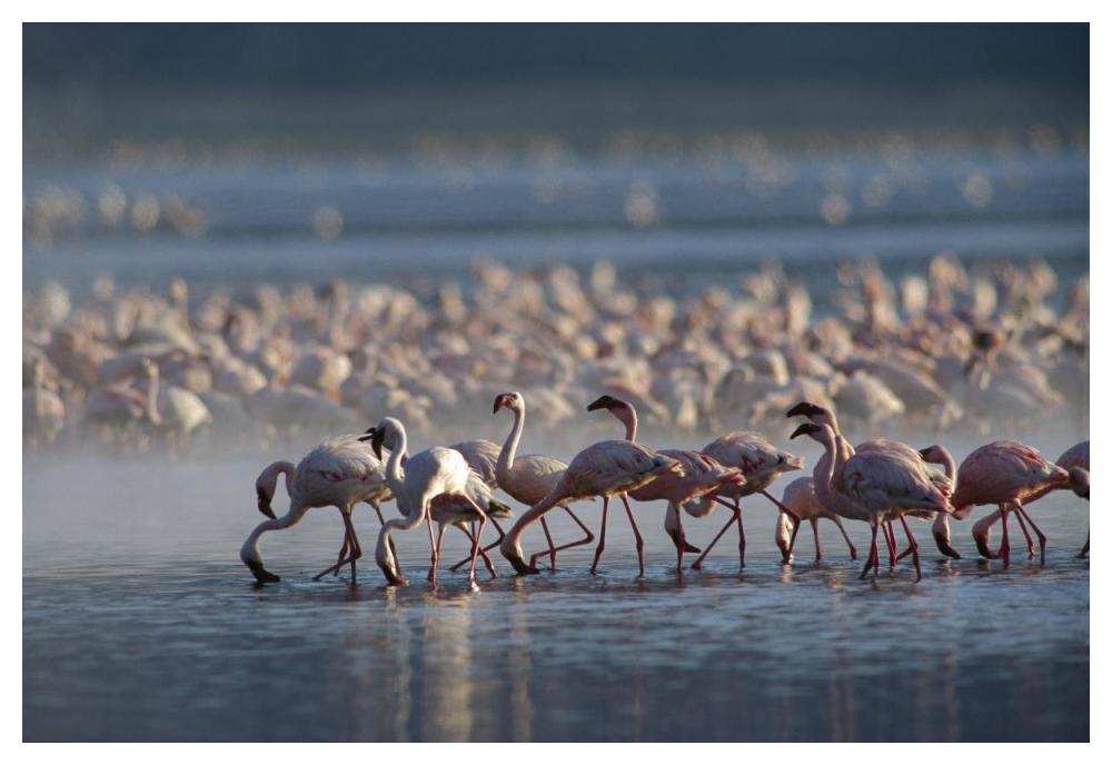 Lesser Flamingo Group Feeding Enmass In The Shallow Waters Of Lake Bogoria, Kenya, Africa-Paper Art-50X34