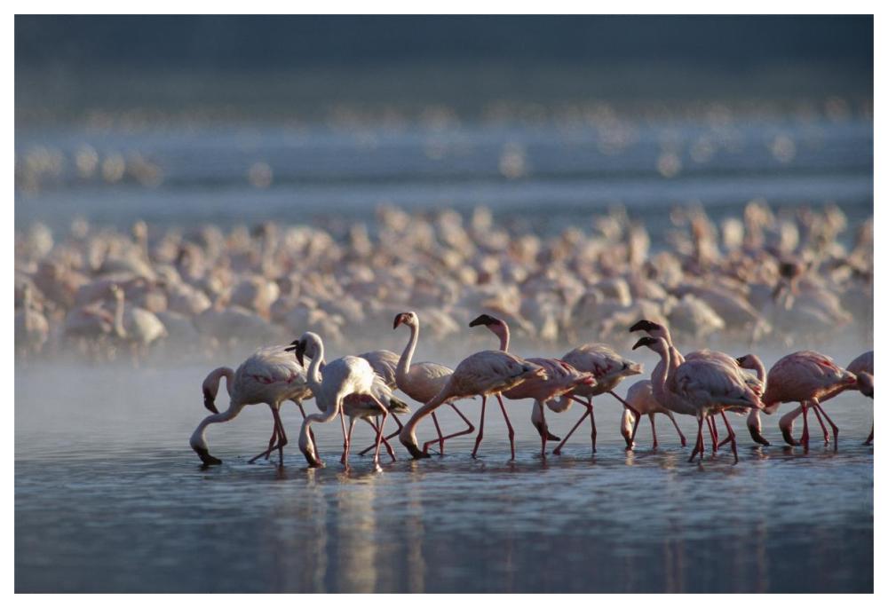 Lesser Flamingo Group Feeding Enmass In The Shallow Waters Of Lake Bogoria, Kenya, Africa-Paper Art-62X42