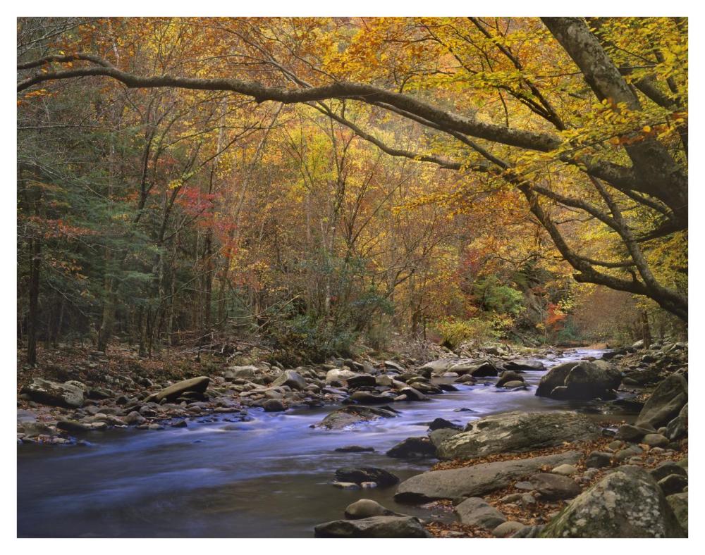 Little River Flowing Through Autumn Forest, Great Smoky Mountains National Park, Tennessee-Paper Art-42X32