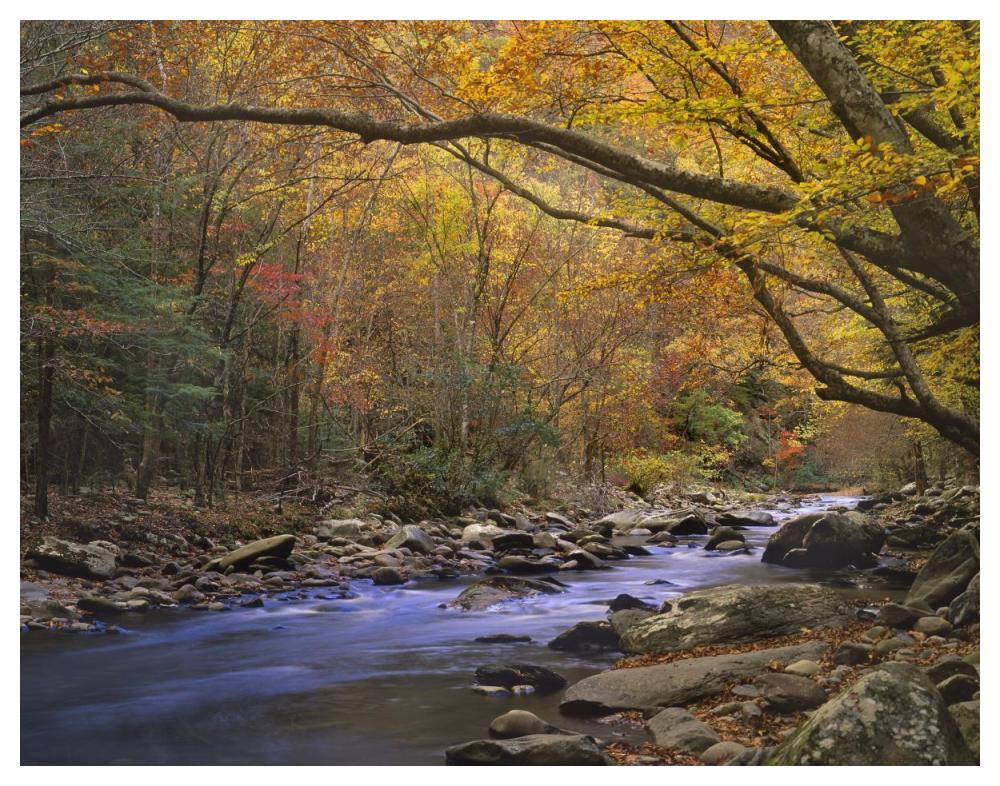 Little River Flowing Through Autumn Forest, Great Smoky Mountains National Park, Tennessee-Paper Art-50X38