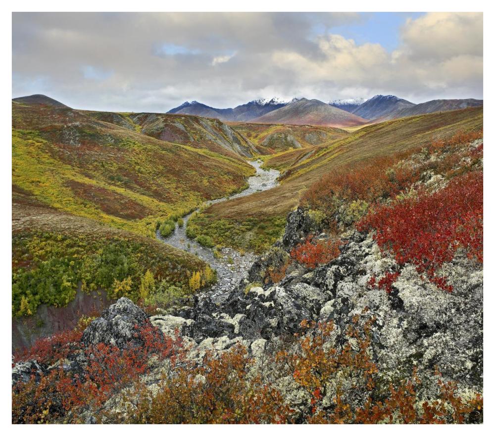 River Flowing Through Tundra, Ogilvie Mountains, Tombstone Territorial Park, Yukon, Canada-Paper Art-42X37.2
