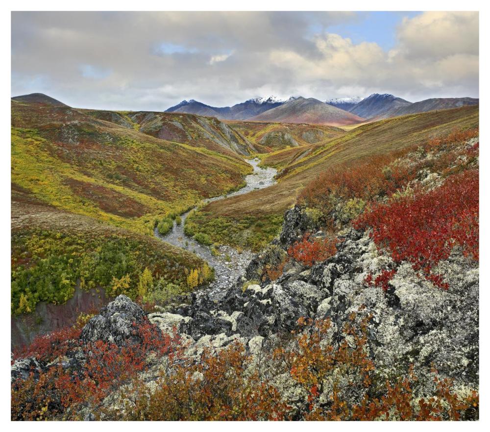 River Flowing Through Tundra, Ogilvie Mountains, Tombstone Territorial Park, Yukon, Canada-Paper Art-46X40.72