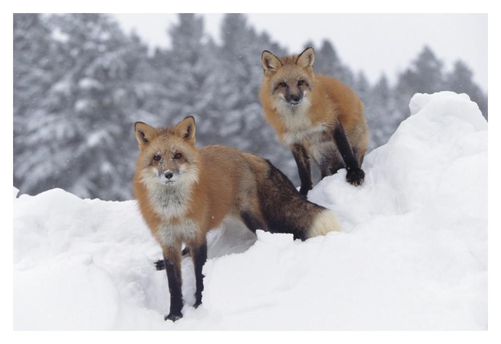 Red Fox Pair In Snow Fall Showing The Black And Red Markings Of Their Cross Phase, Montana-Paper Art-20X14