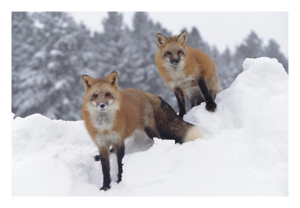 Red Fox Pair In Snow Fall Showing The Black And Red Markings Of Their Cross Phase, Montana-Paper Art-26X18