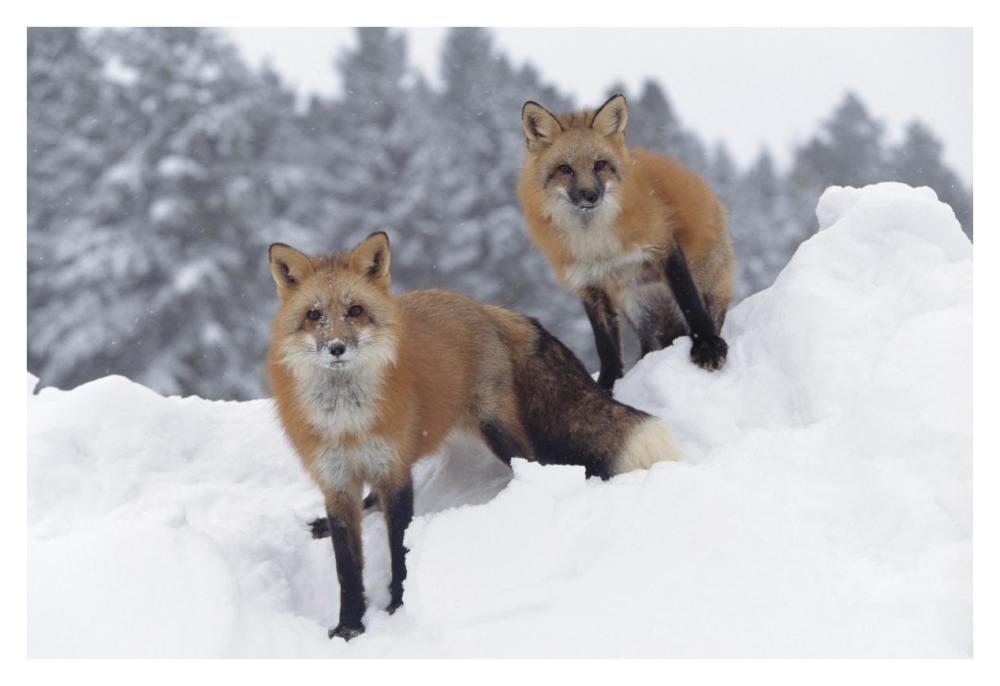 Red Fox Pair In Snow Fall Showing The Black And Red Markings Of Their Cross Phase, Montana-Paper Art-38X26