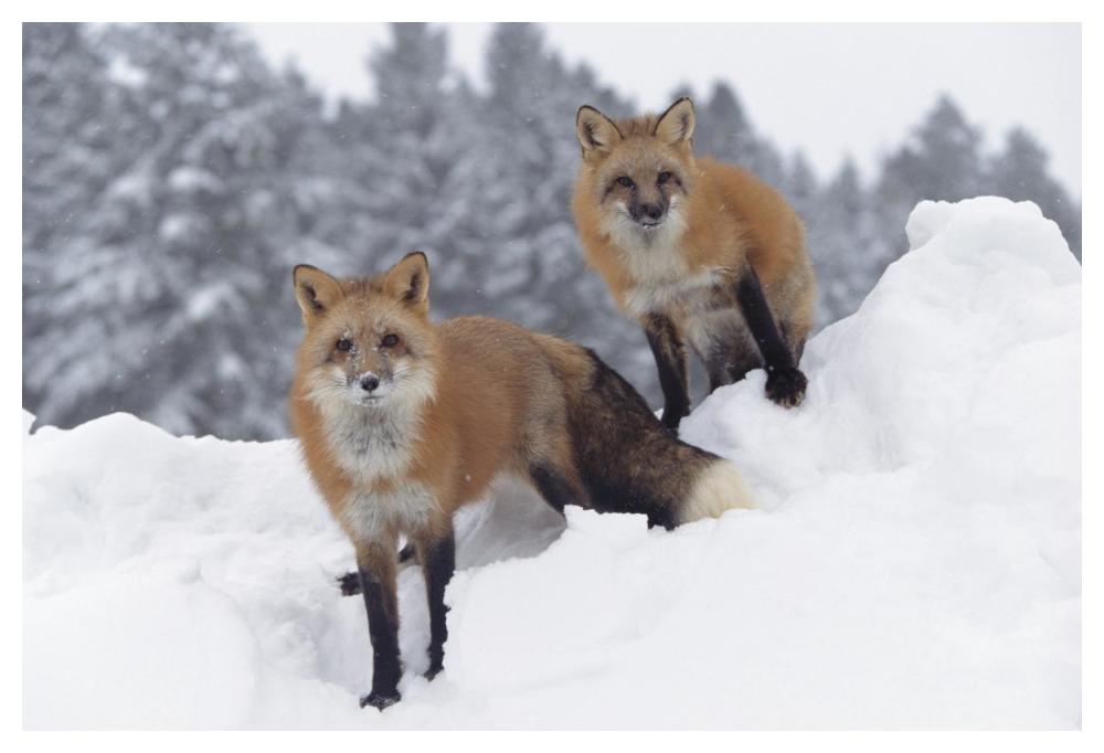 Red Fox Pair In Snow Fall Showing The Black And Red Markings Of Their Cross Phase, Montana-Paper Art-50X34