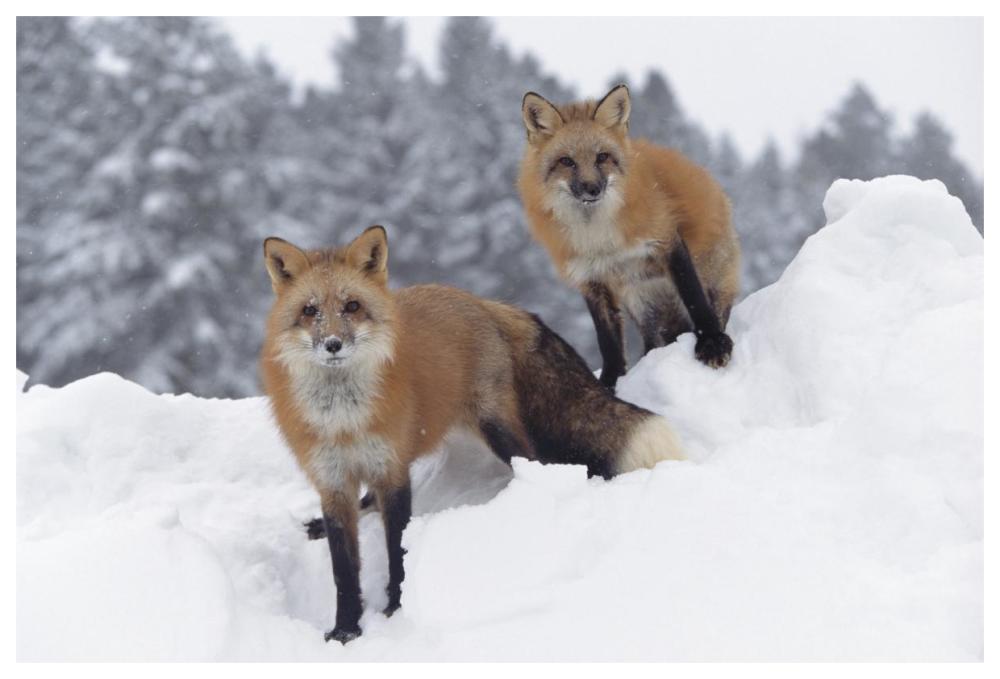 Red Fox Pair In Snow Fall Showing The Black And Red Markings Of Their Cross Phase, Montana-Paper Art-62X42