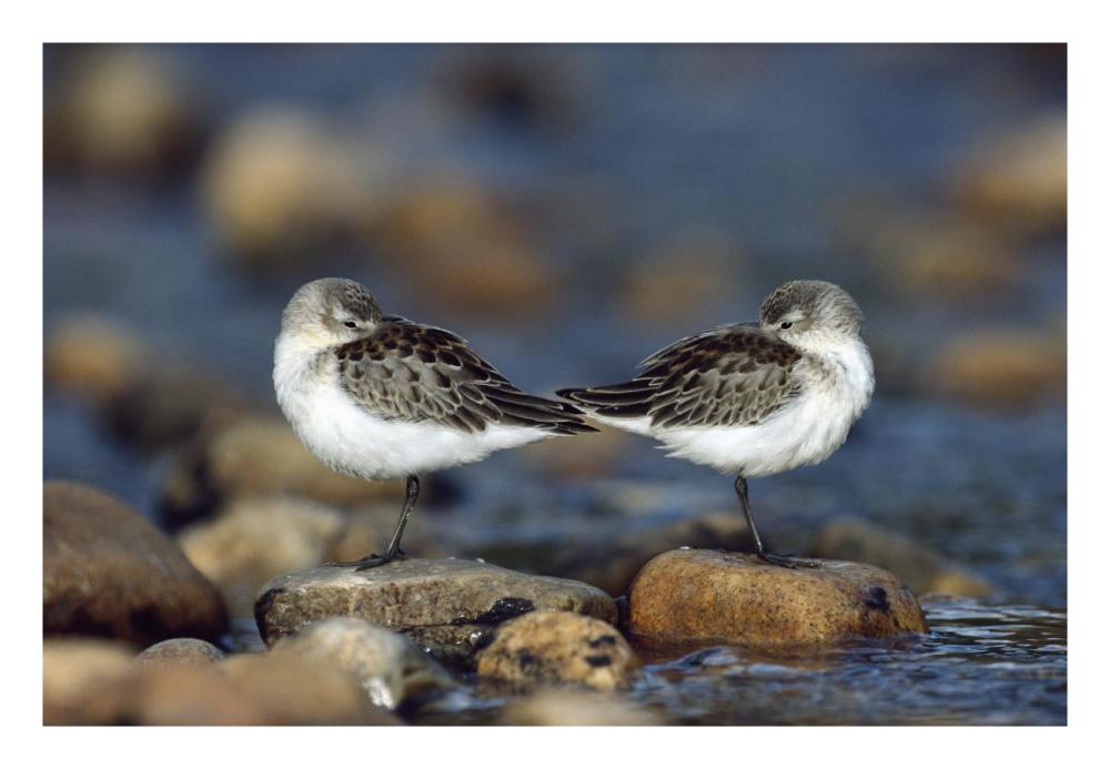 Western Sandpipers Pair Standing Back To Back With Beaks Tucked Under Wings, North America-Paper Art-26X18