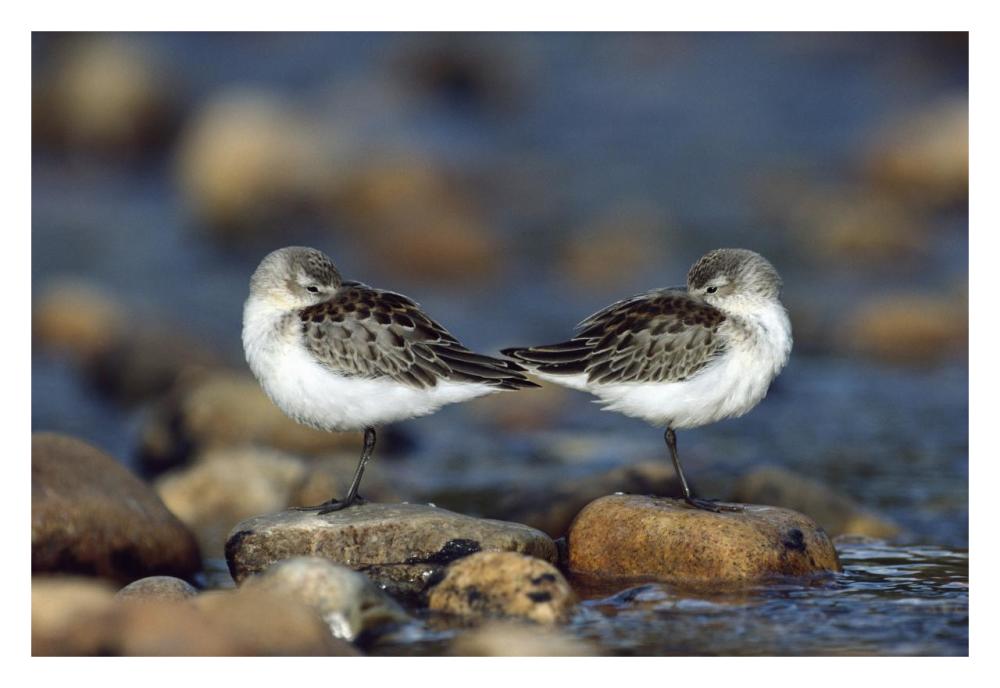 Western Sandpipers Pair Standing Back To Back With Beaks Tucked Under Wings, North America-Paper Art-32X22