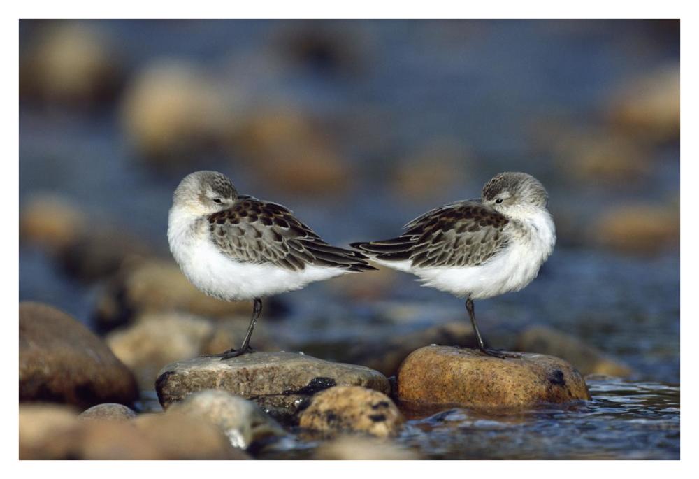Western Sandpipers Pair Standing Back To Back With Beaks Tucked Under Wings, North America-Paper Art-38X26