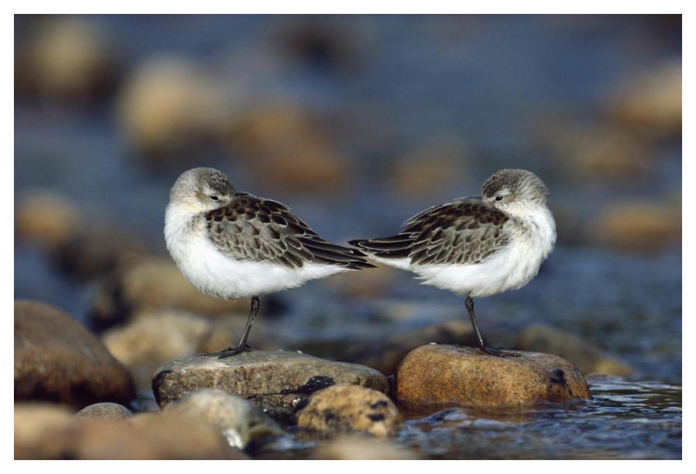 Western Sandpipers Pair Standing Back To Back With Beaks Tucked Under Wings, North America-Paper Art-50X34