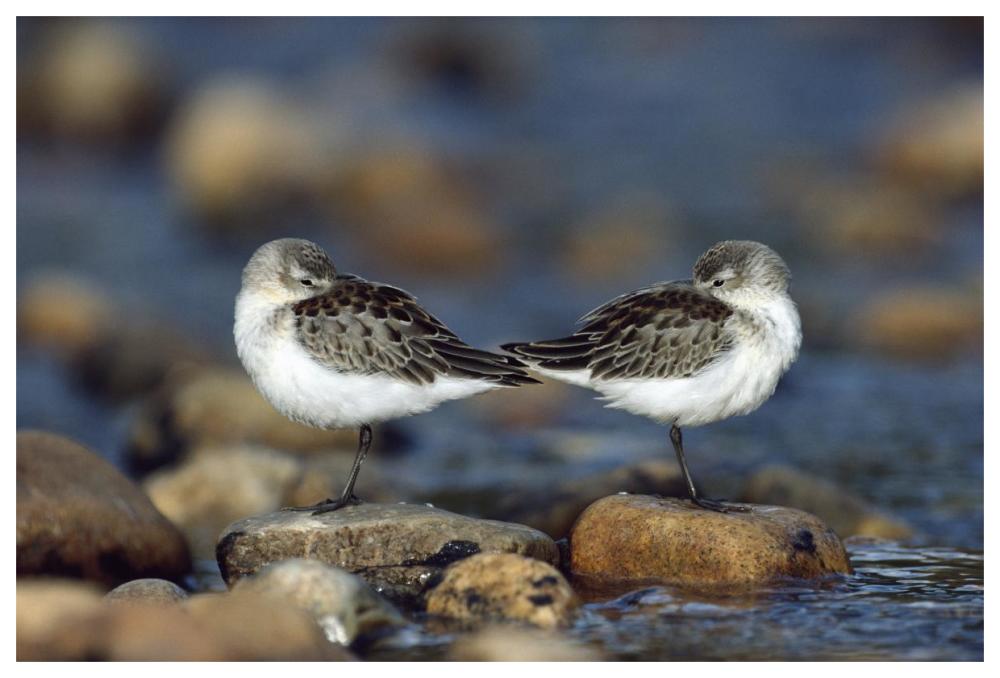 Western Sandpipers Pair Standing Back To Back With Beaks Tucked Under Wings, North America-Paper Art-62X42