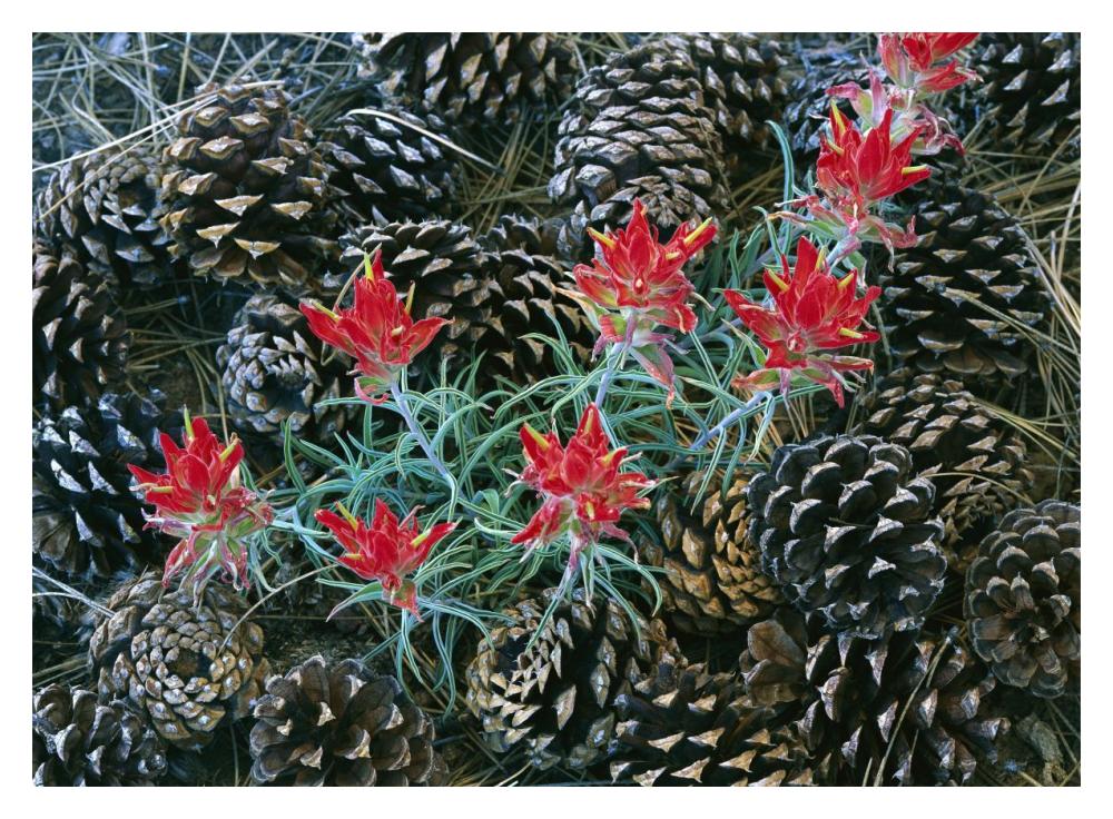 Indian Paintbrush Surrounded By Pine Cones, South Rim, Grand Canyon National Park, Arizona-Paper Art-18X14