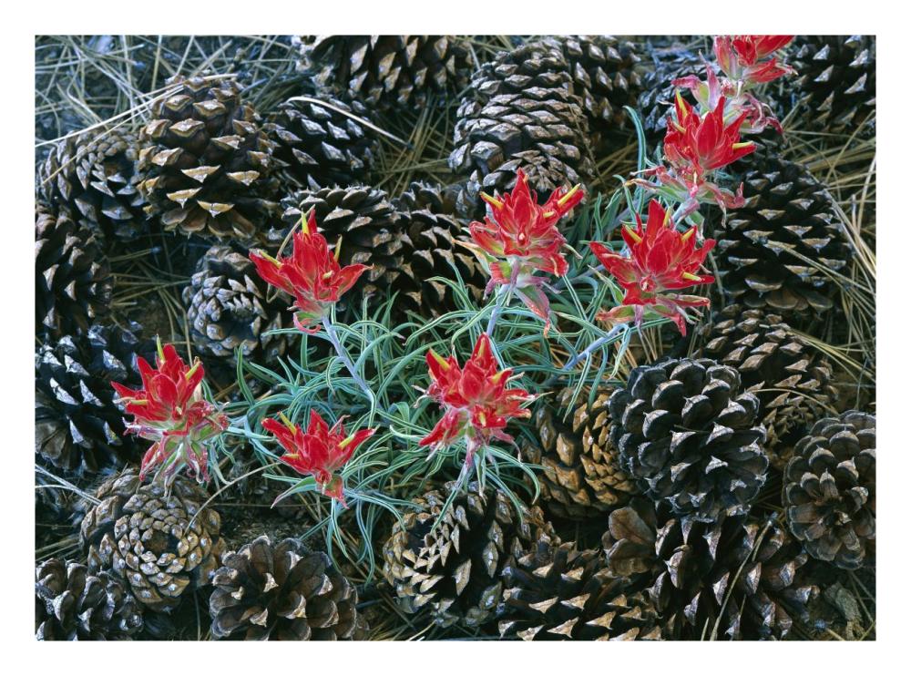 Indian Paintbrush Surrounded By Pine Cones, South Rim, Grand Canyon National Park, Arizona-Paper Art-26X20