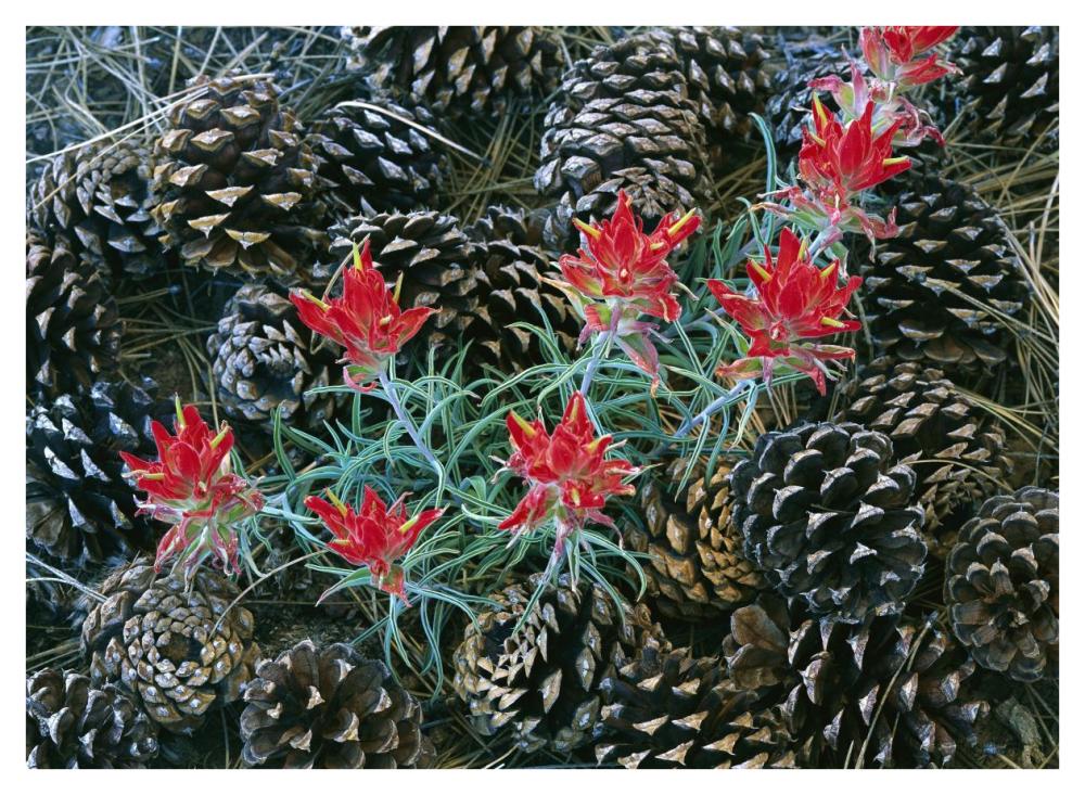 Indian Paintbrush Surrounded By Pine Cones, South Rim, Grand Canyon National Park, Arizona-Paper Art-42X32