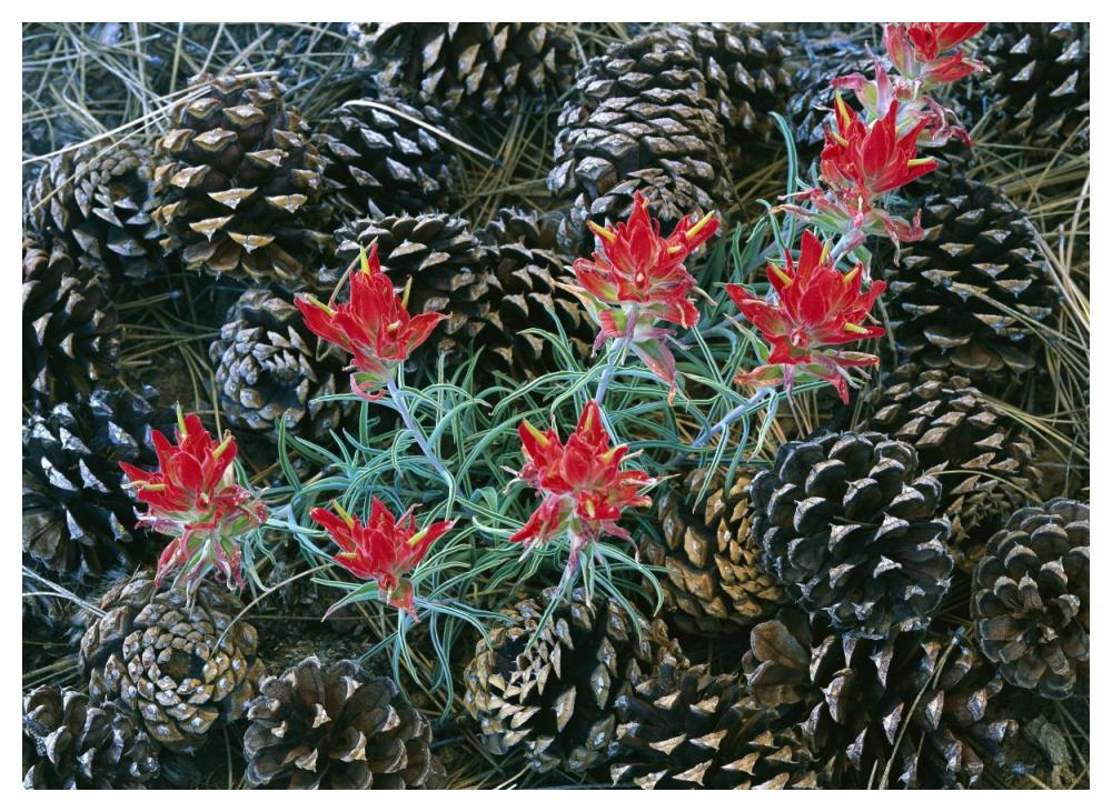 Indian Paintbrush Surrounded By Pine Cones, South Rim, Grand Canyon National Park, Arizona-Paper Art-50X38
