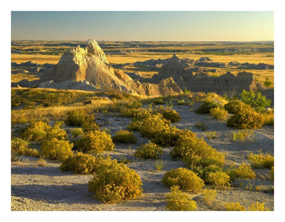Coyote Bush And Eroded Features Bordering Grasslands, Badlands National Park, South Dakota-Paper Art-26X20