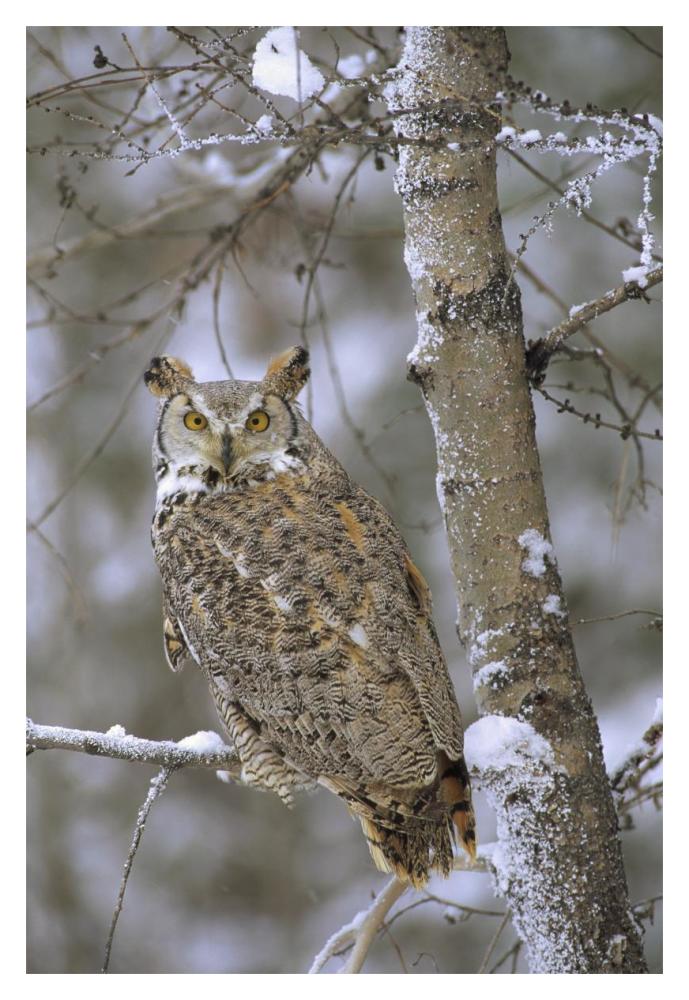 Great Horned Owl In Its Pale Form Perching In A Snow-Covered Tree, British Columbia, Canada-Paper Art-14X20