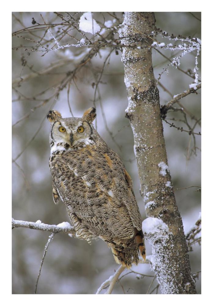 Great Horned Owl In Its Pale Form Perching In A Snow-Covered Tree, British Columbia, Canada-Paper Art-18X26