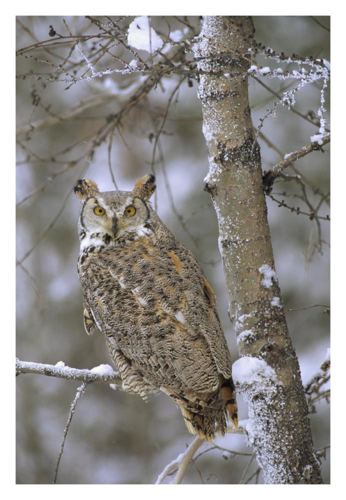Great Horned Owl In Its Pale Form Perching In A Snow-Covered Tree, British Columbia, Canada-Paper Art-22X32