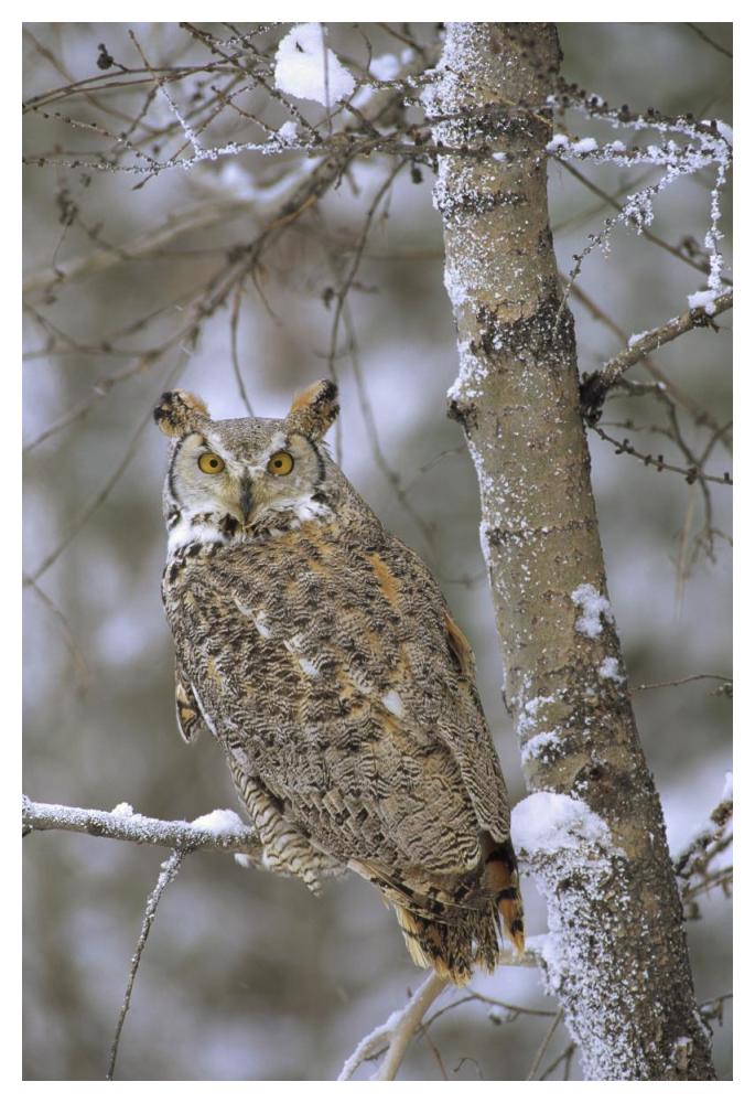 Great Horned Owl In Its Pale Form Perching In A Snow-Covered Tree, British Columbia, Canada-Paper Art-34X50