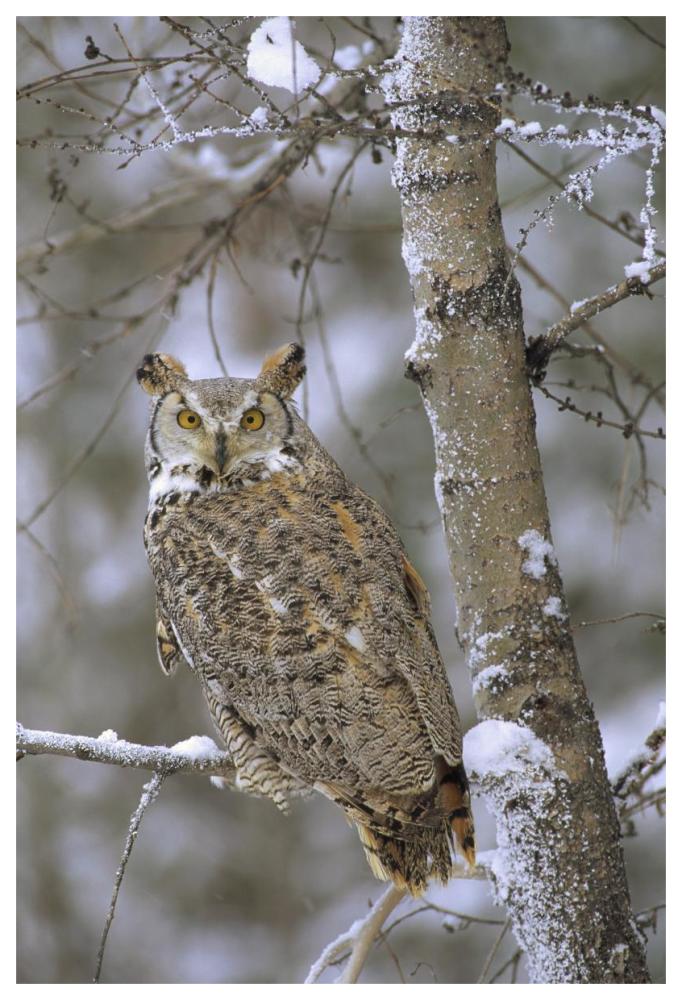 Great Horned Owl In Its Pale Form Perching In A Snow-Covered Tree, British Columbia, Canada-Paper Art-42X62