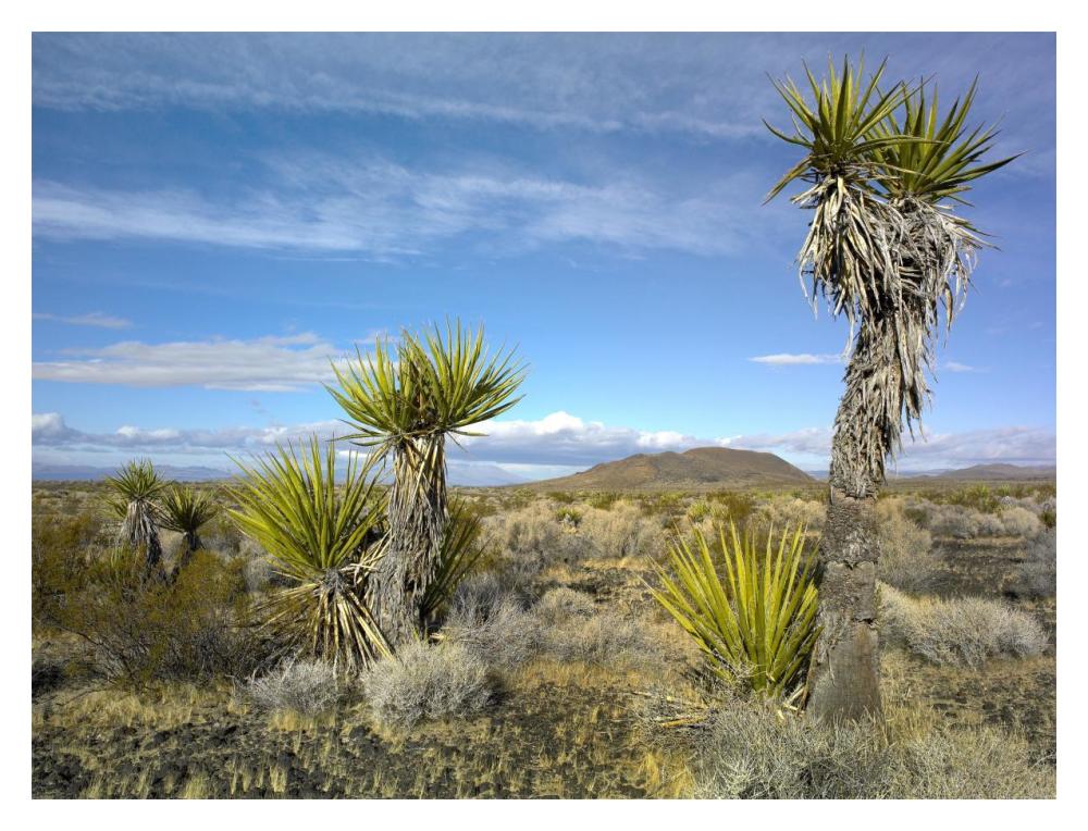 Cinder Cones, Joshua Tree And Other Desert Vegetation, Mojave National Preserve, California-Paper Art-18X14