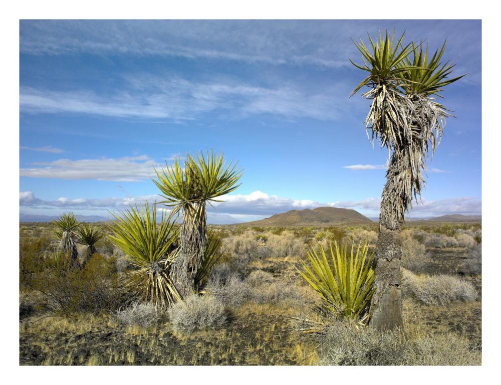 Cinder Cones, Joshua Tree And Other Desert Vegetation, Mojave National Preserve, California-Paper Art-26X20