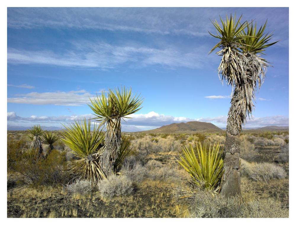 Cinder Cones, Joshua Tree And Other Desert Vegetation, Mojave National Preserve, California-Paper Art-42X32