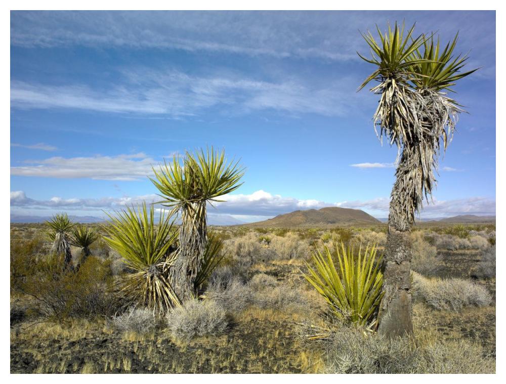 Cinder Cones, Joshua Tree And Other Desert Vegetation, Mojave National Preserve, California-Paper Art-50X38