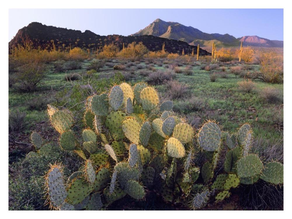 Beavertail Cactus With Picacho Mountain In The Background, Pichaco Peak State Park, Arizona-Paper Art-18X14