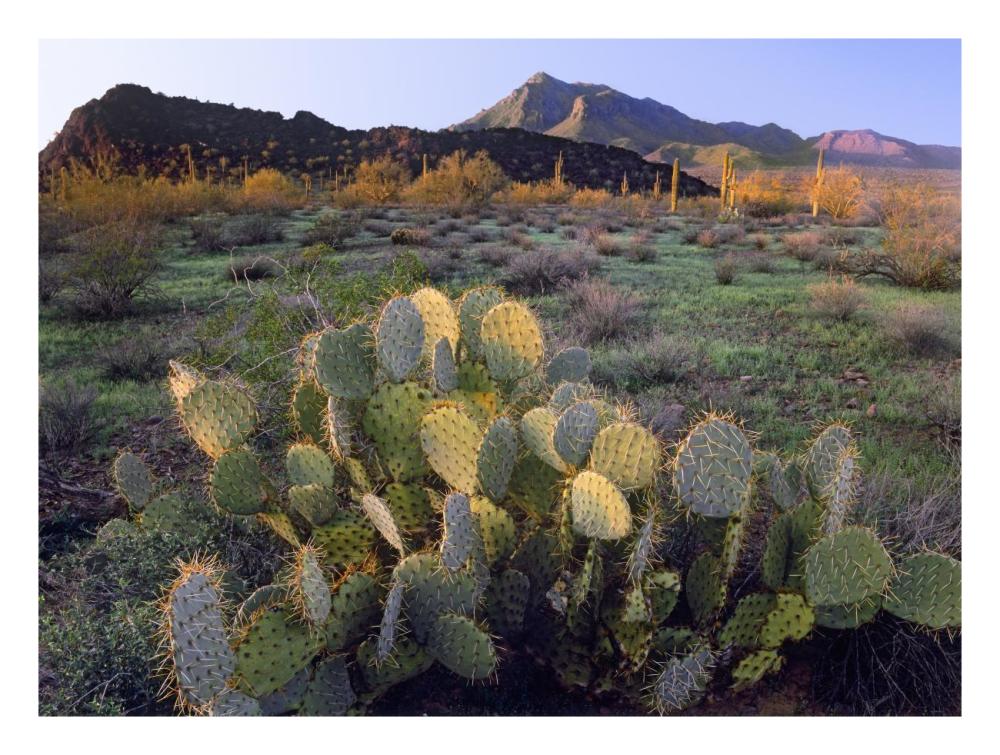 Beavertail Cactus With Picacho Mountain In The Background, Pichaco Peak State Park, Arizona-Paper Art-26X20