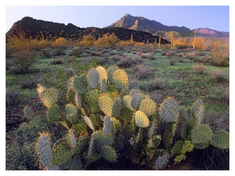 Beavertail Cactus With Picacho Mountain In The Background, Pichaco Peak State Park, Arizona-Paper Art-42X32