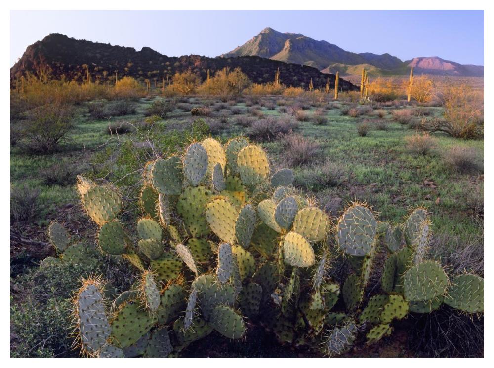 Beavertail Cactus With Picacho Mountain In The Background, Pichaco Peak State Park, Arizona-Paper Art-50X38