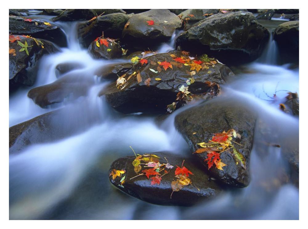 Autumn Leaves On Wet Boulders In Stream, Great Smoky Mountains National Park, North Carolina-Paper Art-18X14