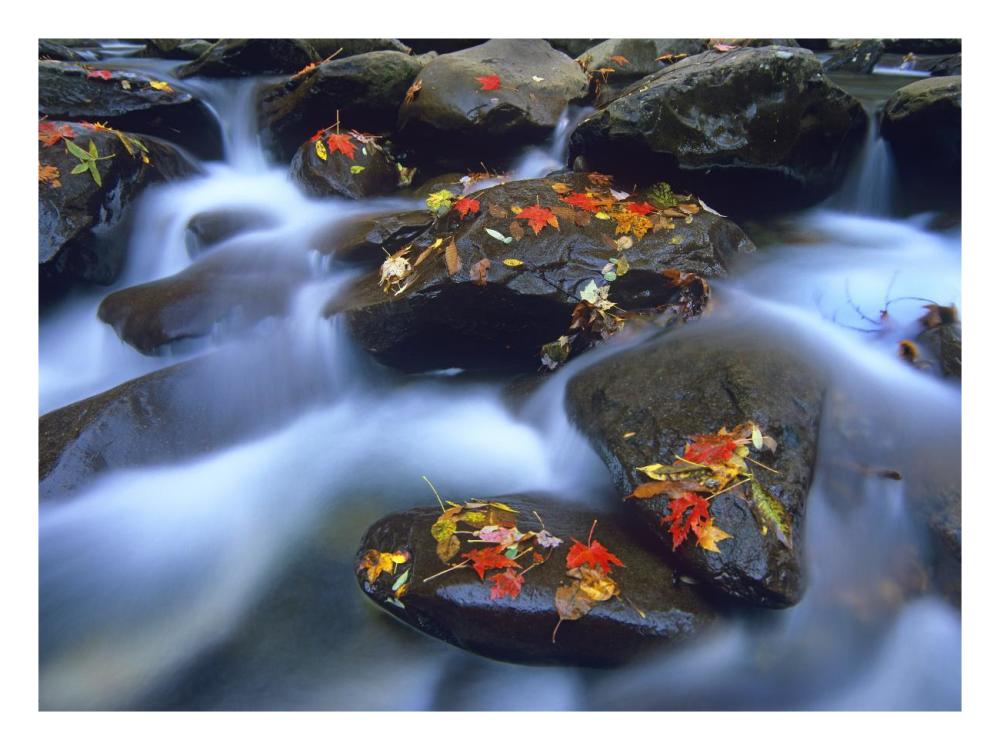 Autumn Leaves On Wet Boulders In Stream, Great Smoky Mountains National Park, North Carolina-Paper Art-26X20