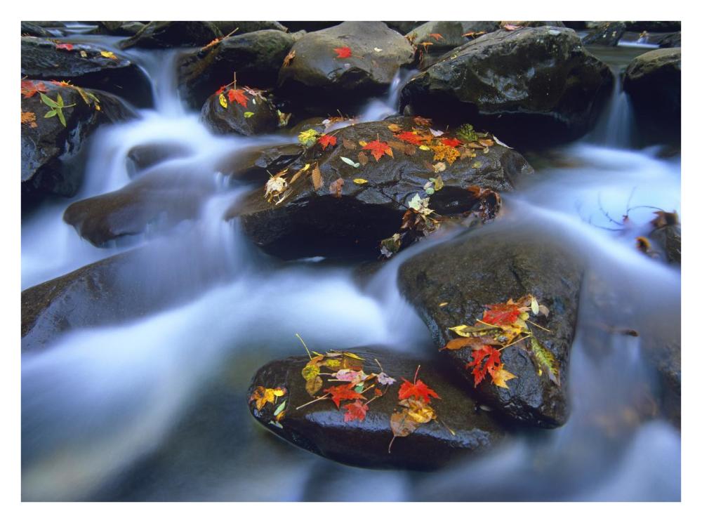 Autumn Leaves On Wet Boulders In Stream, Great Smoky Mountains National Park, North Carolina-Paper Art-34X26
