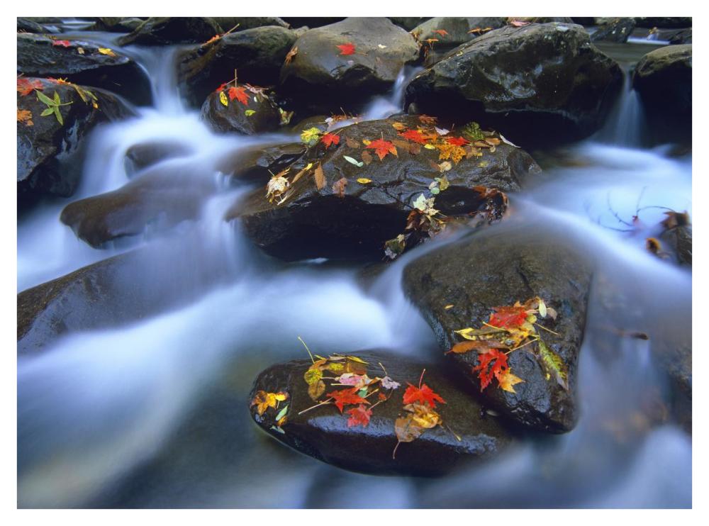 Autumn Leaves On Wet Boulders In Stream, Great Smoky Mountains National Park, North Carolina-Paper Art-42X32