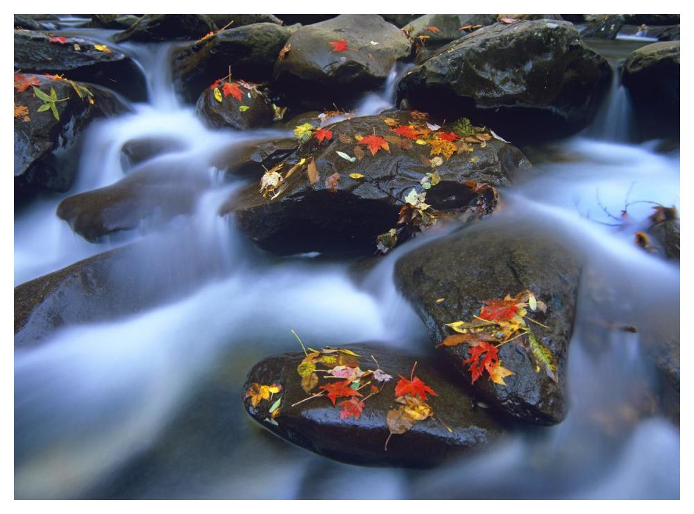 Autumn Leaves On Wet Boulders In Stream, Great Smoky Mountains National Park, North Carolina-Paper Art-50X38