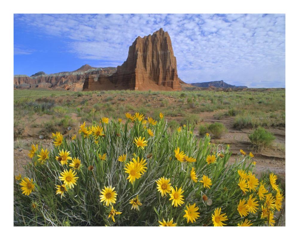 Temple Of The Sun With Common Sunflowers In The Foreground, Capitol Reef National Park, Utah-Paper Art-22X18