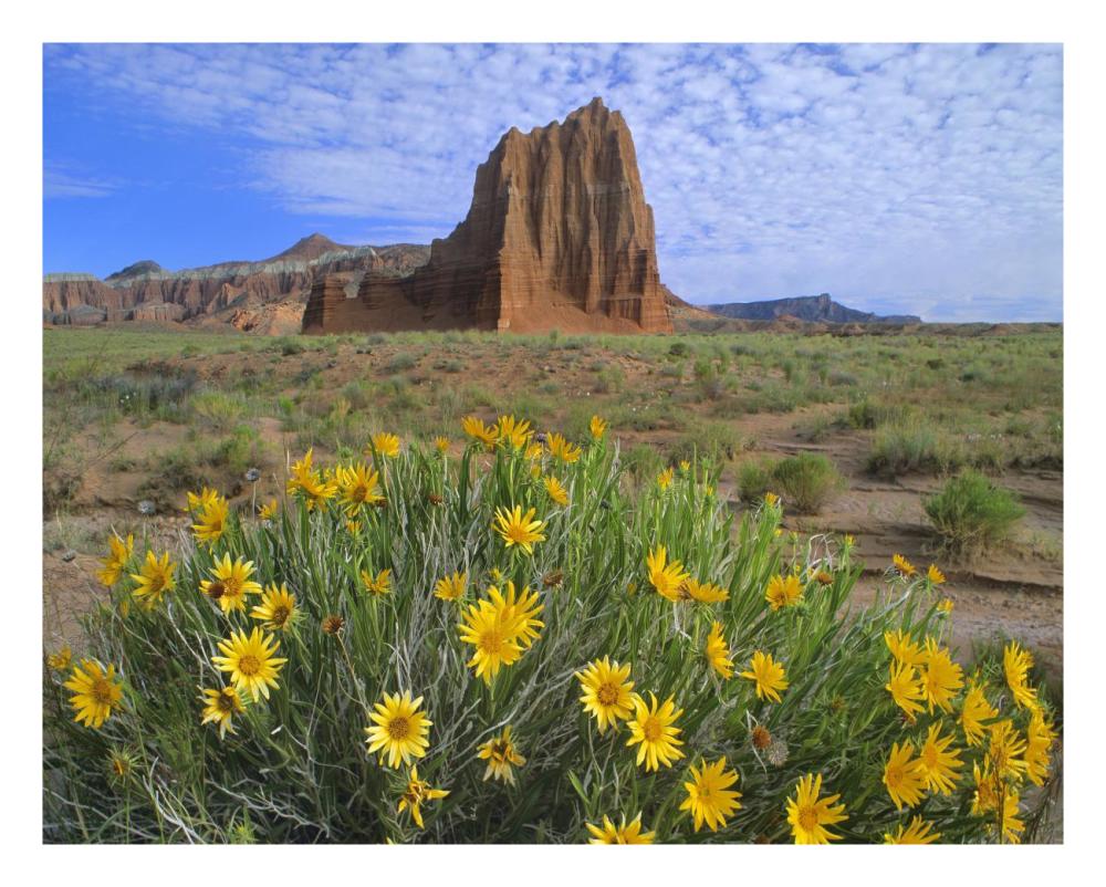 Temple Of The Sun With Common Sunflowers In The Foreground, Capitol Reef National Park, Utah-Paper Art-26X22