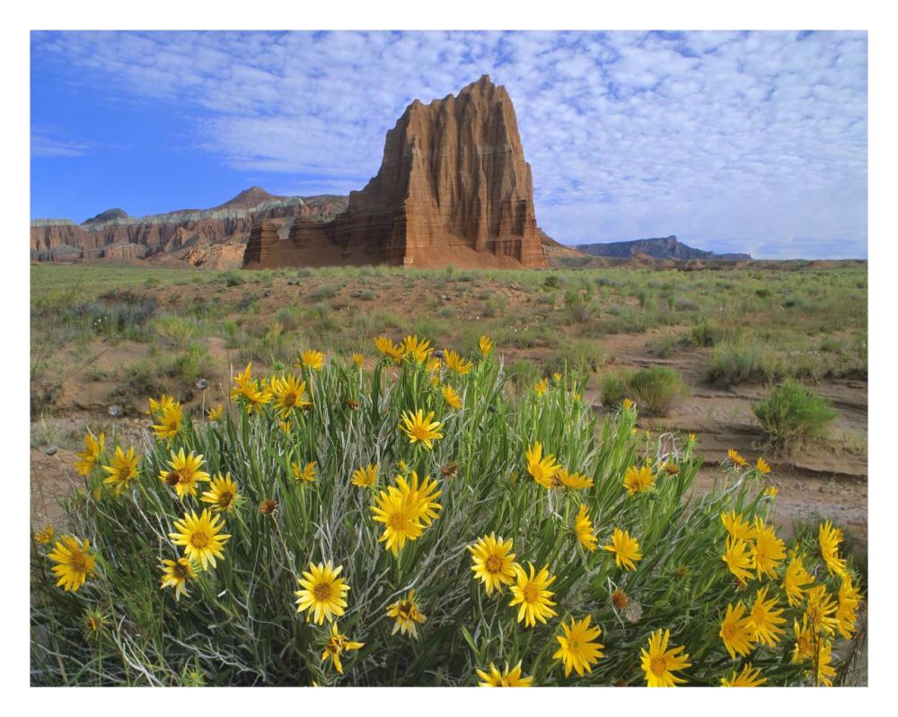 Temple Of The Sun With Common Sunflowers In The Foreground, Capitol Reef National Park, Utah-Paper Art-30X24