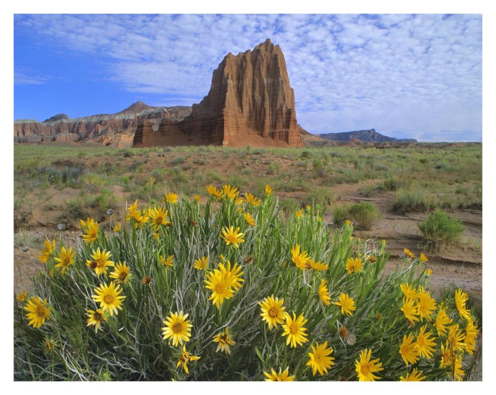 Temple Of The Sun With Common Sunflowers In The Foreground, Capitol Reef National Park, Utah-Paper Art-37X30