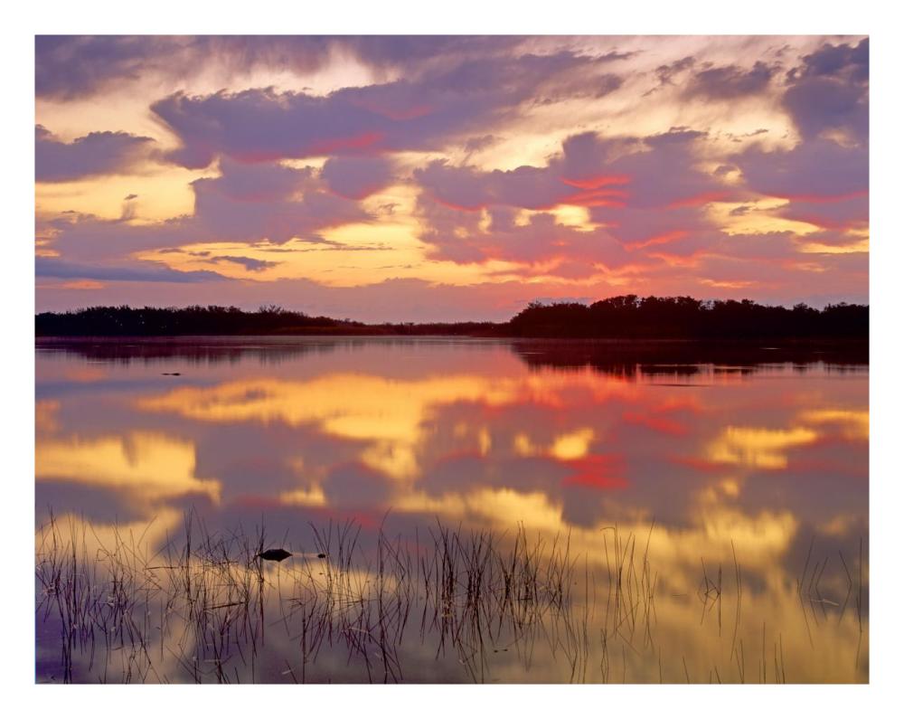 American Alligator Surfacing In Nine Mile Pond At Sunrise, Everglades National Park, Florida-Paper Art-26X20