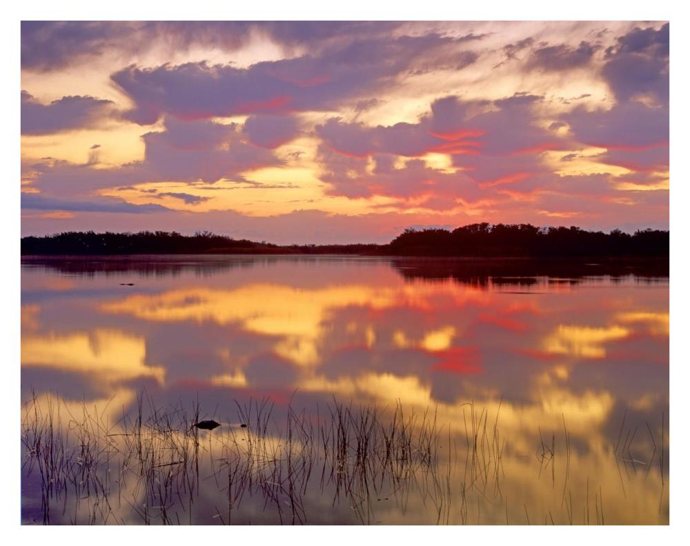 American Alligator Surfacing In Nine Mile Pond At Sunrise, Everglades National Park, Florida-Paper Art-34X26