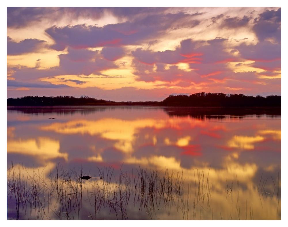 American Alligator Surfacing In Nine Mile Pond At Sunrise, Everglades National Park, Florida-Paper Art-42X32