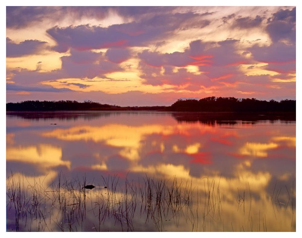 American Alligator Surfacing In Nine Mile Pond At Sunrise, Everglades National Park, Florida-Paper Art-50X38